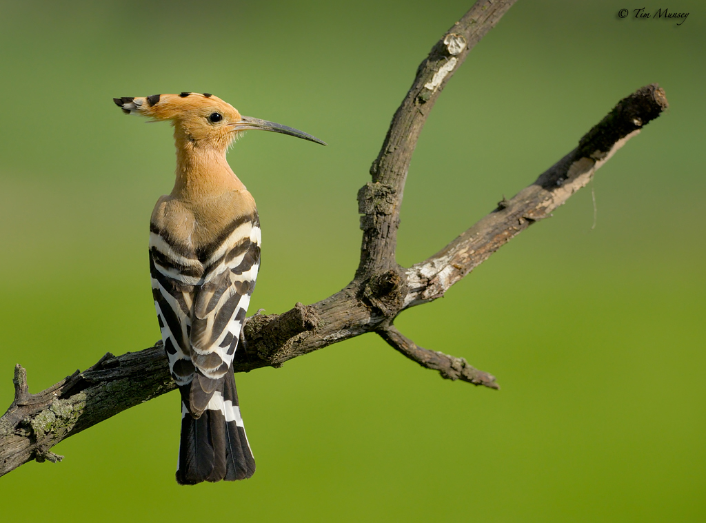 Hoopoe 2012_2